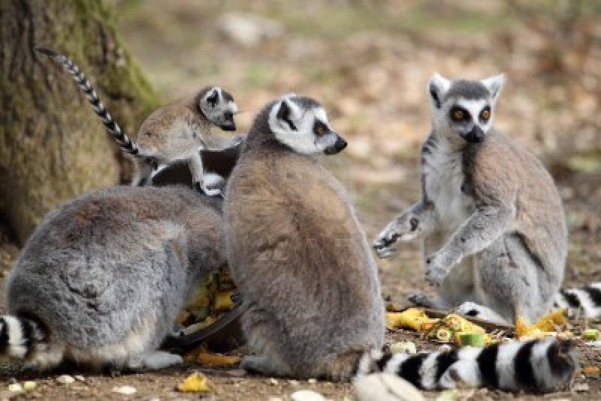 13354599 detalles de un lemur de cola anillada con un cachorro