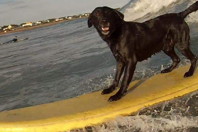El can que hace surf en las playas de Miramar