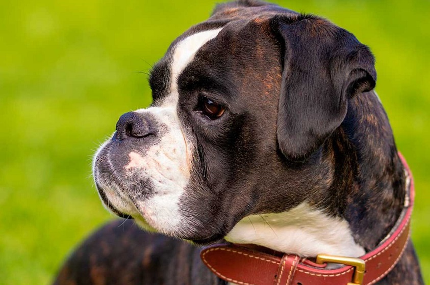 «Pet Festival» en la Ciudad de México