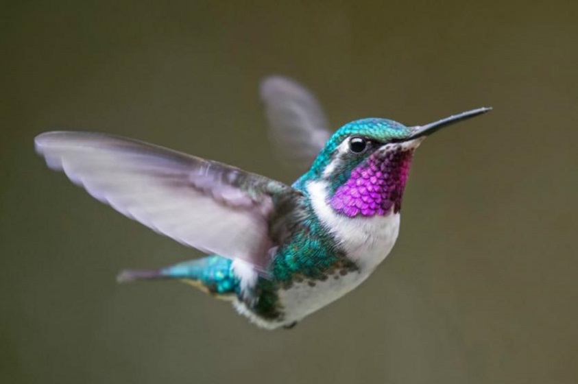 La leyenda Maya del colibri (‘x ts’unu’um’)