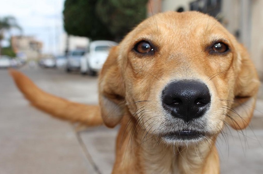 El perro callejero para reflexionar