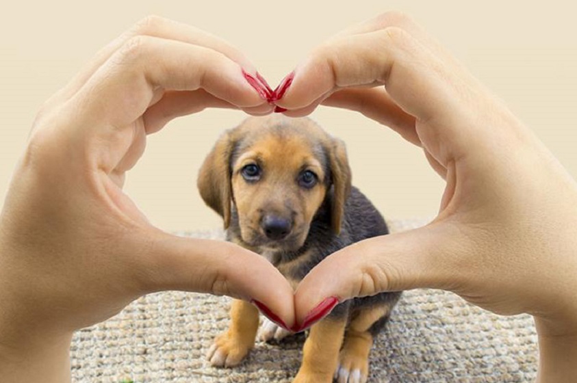 El 21 de julio es el Día Mundial del Perro