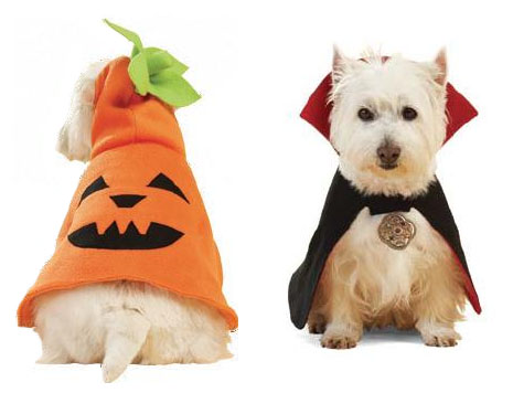 DisfrazperrocalabazaHalloween