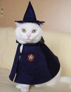 Fotos de disfraces para gatos0