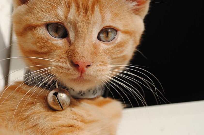 Si tienes gato esta información te interesa