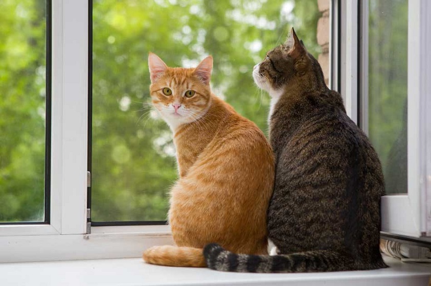 Calidad de vida para nuestro gatito