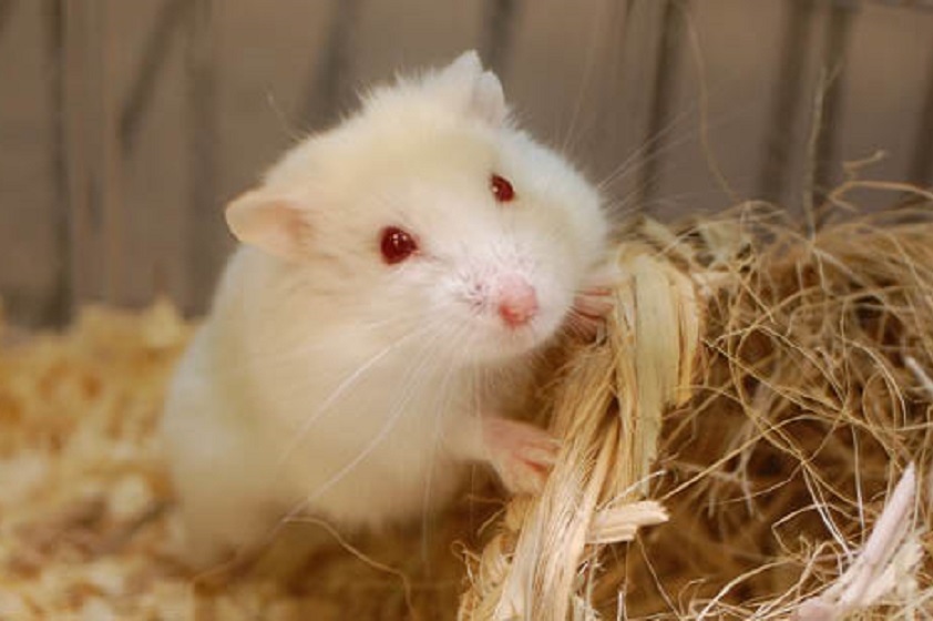 El ABC de los Hamsters como mascota