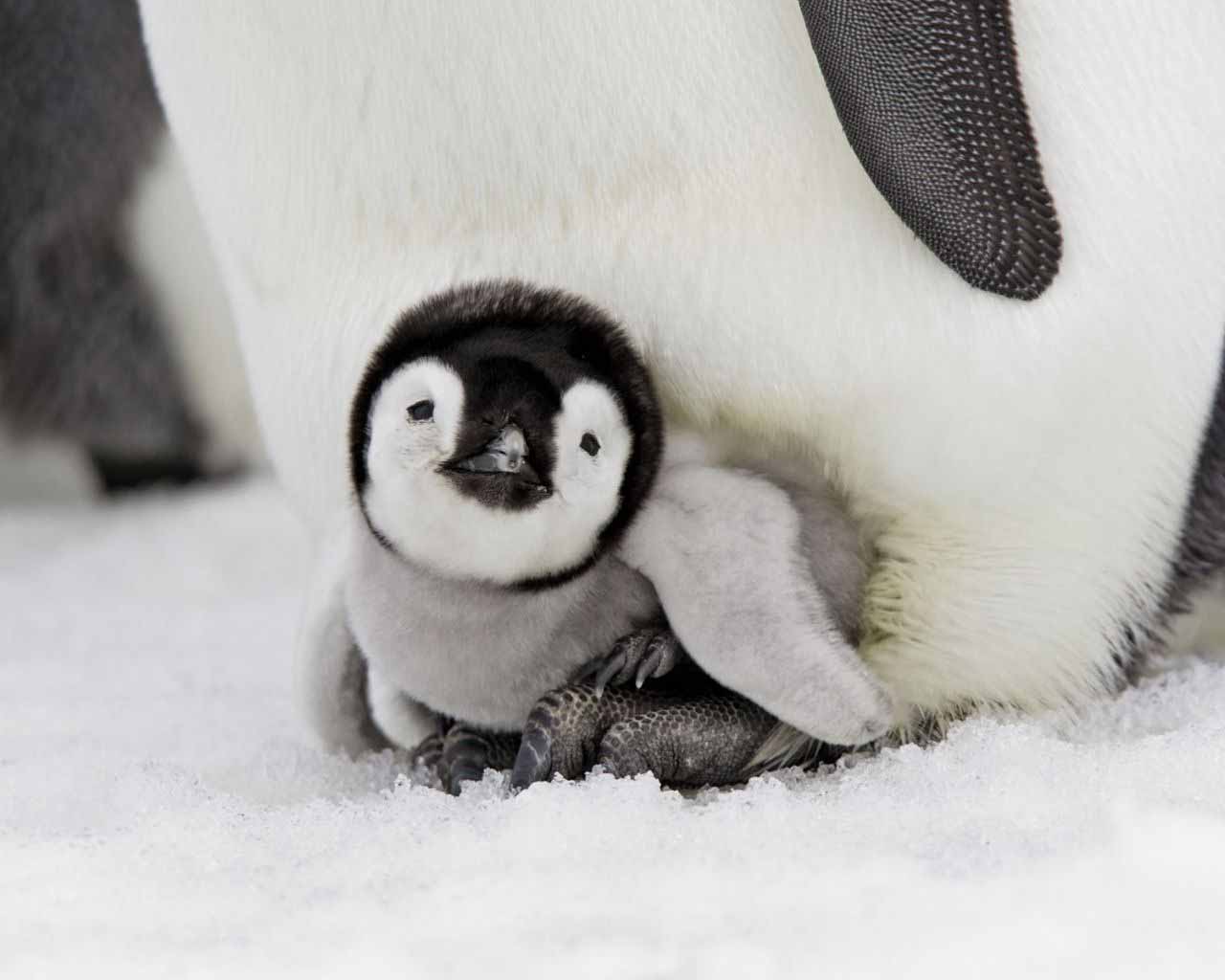 Imagenes de pinguinos bebes 2