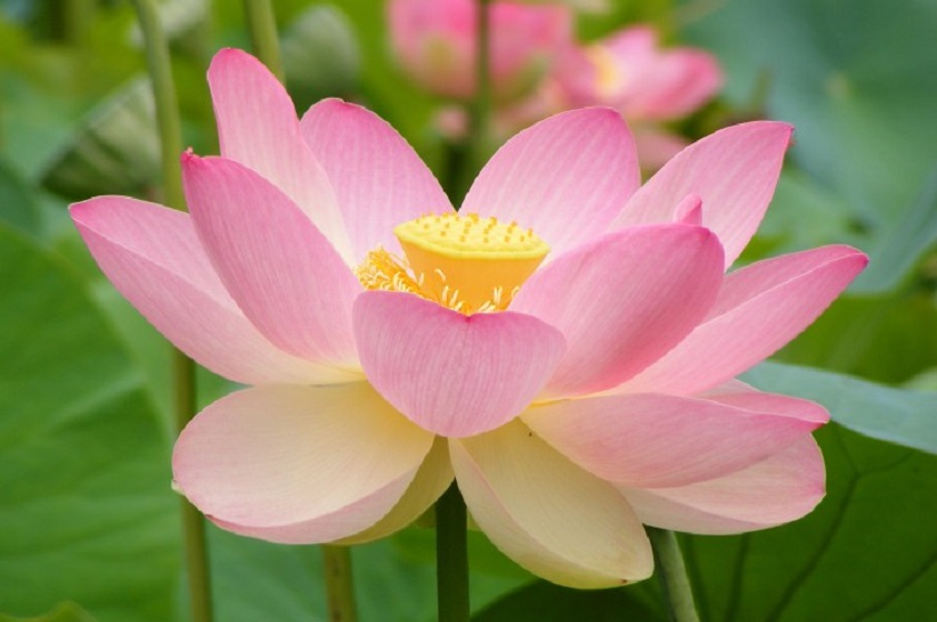 ¿Qué significa la flor de loto en la India?