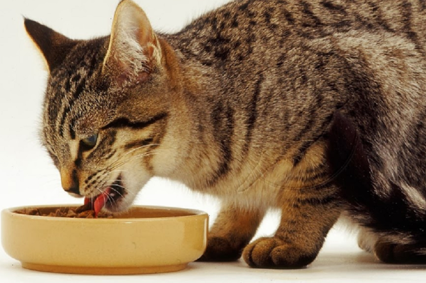 Alimentos prohibidos para tu gato