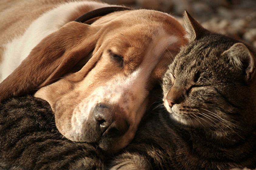 ¿Qué mascota prefieres: un perro o un gato?