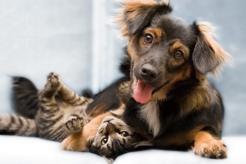 Los animales también inspiran a reflexionar