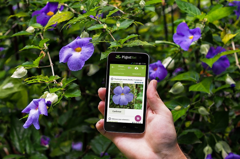 Identifica tus plantas con la App PlantNet