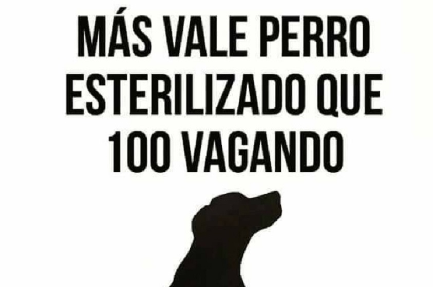 Más vale perro esterilizado que 100 vagando