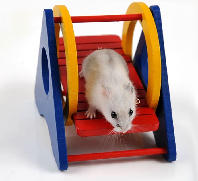 Tienda de mascotas productos Hamster madera accesorios triaacute