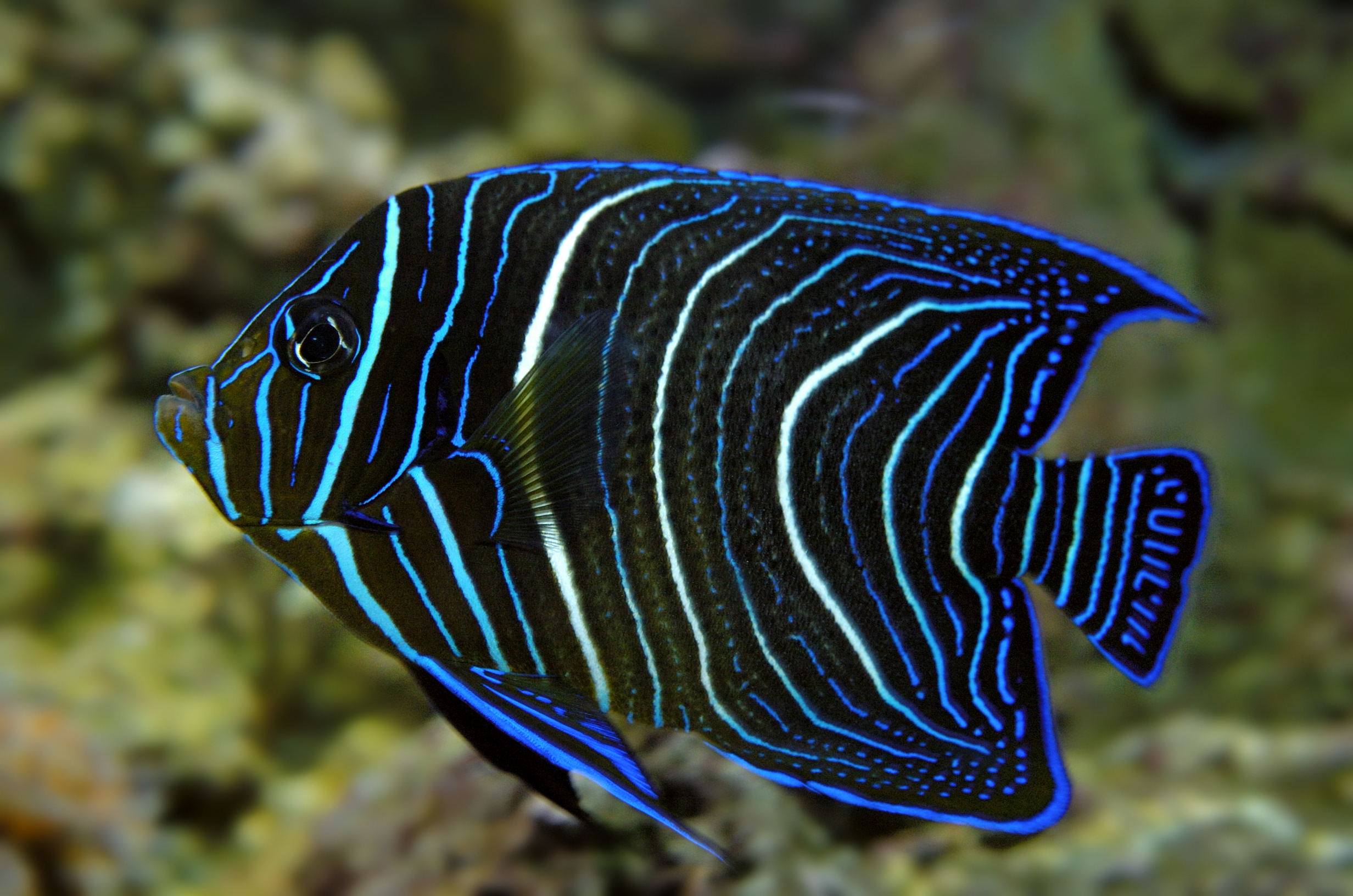 Trapez Kaiserfisch Pomacanthus rhombiodes 02
