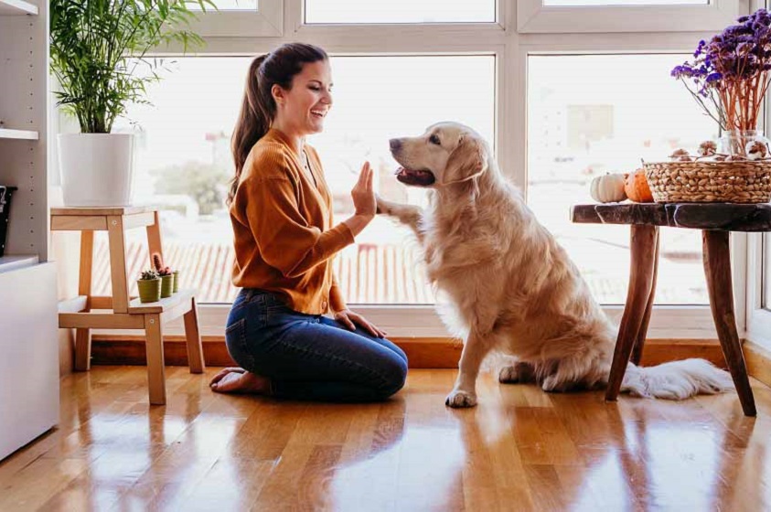 Enseña a tu perro trucos de adiestramiento positivo