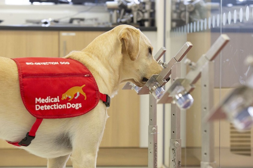 Animales que pueden detectar enfermedades