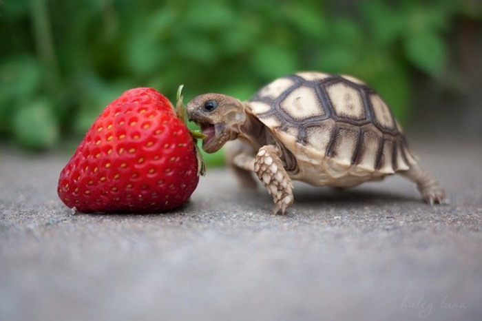 bebe tortuga comiendo una fresa