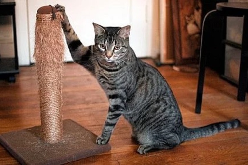 Haz un rascador para tu amigo gatuno