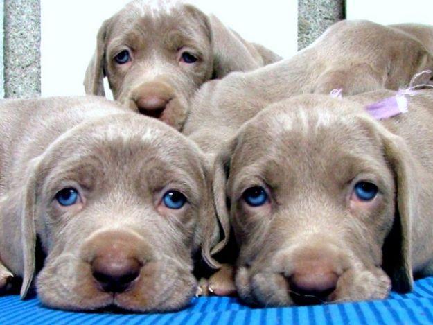 cachorros de braco de weimar
