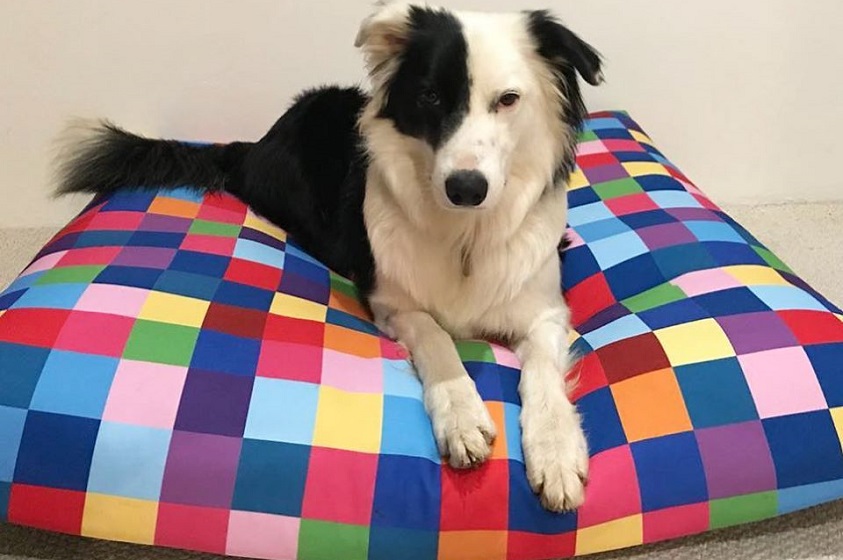 Camas, tipis y cojines para nuestras mascotas