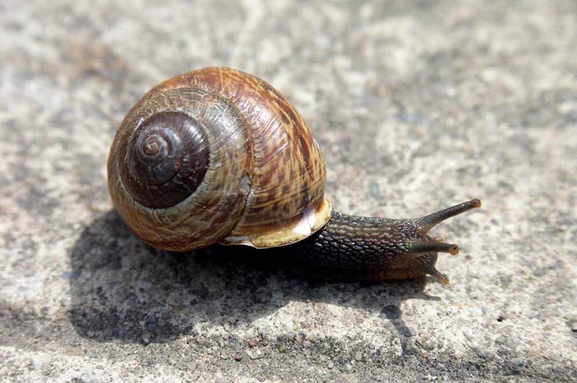 “La marcha del caracol” de Carlos Fuentes