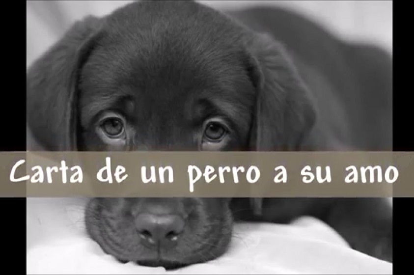 Carta de un perro cachorro a su amo