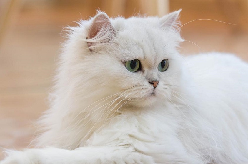 ¿Qué nombre le pongo a mi nuevo gatito?