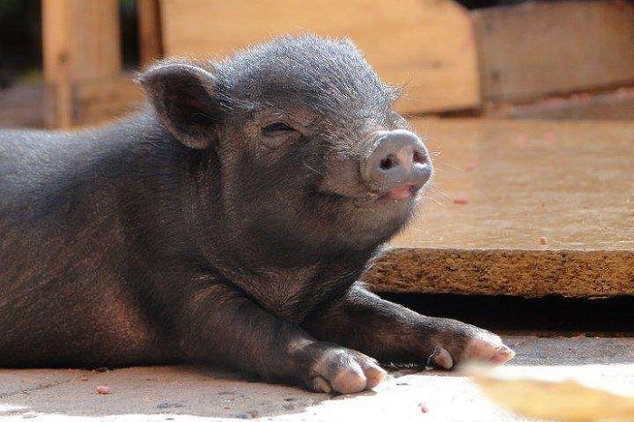 cerdo vietnamita feliz
