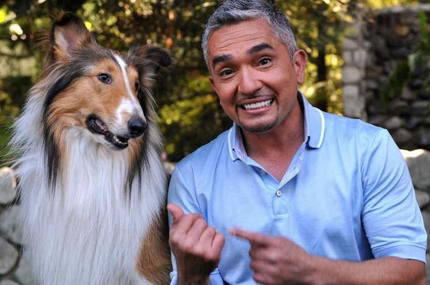 Claves para entrenar a tu perro según César Millan