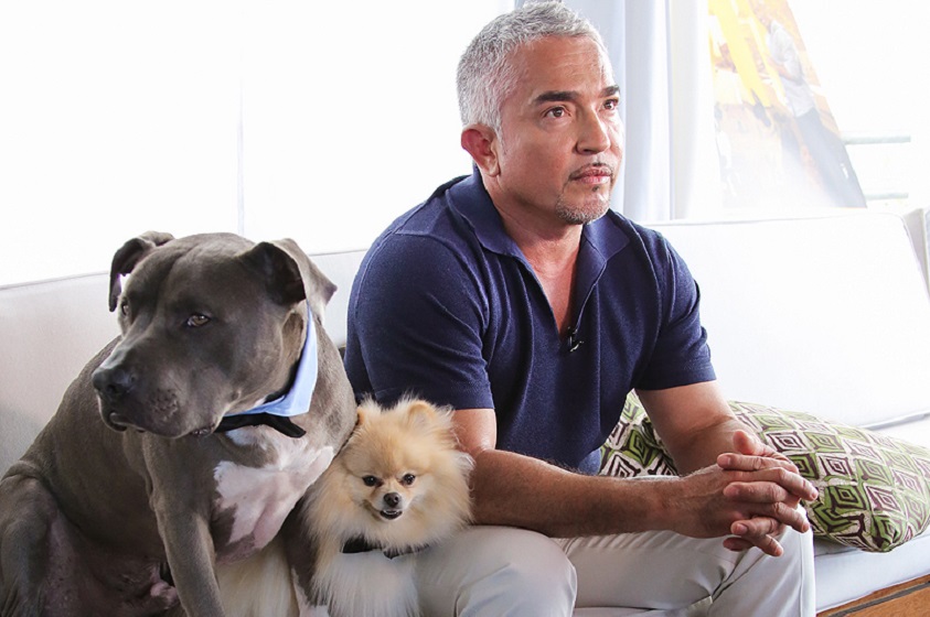 Cursos de entrenamiento canino: César Millán