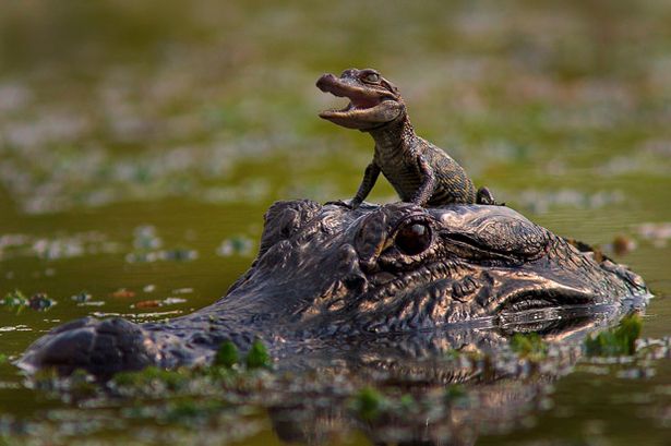 cocodrilo bebé con su madre