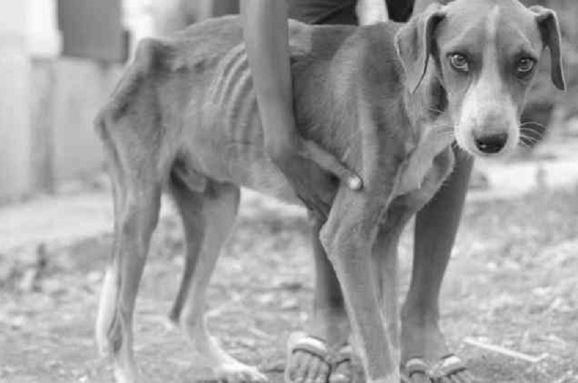 La crueldad animal predispone a la violencia