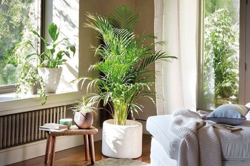 Dale vida a un espacio con ayuda de las plantas