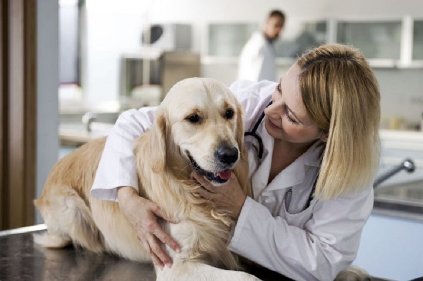 Razones para esterilizar o castrar a tu mascota