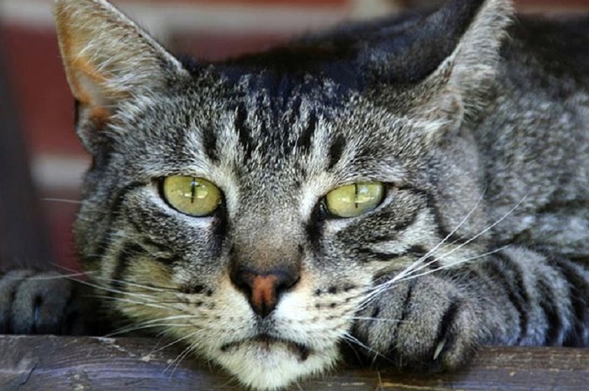 Evita que tu gato se estrese durante el confinamiento