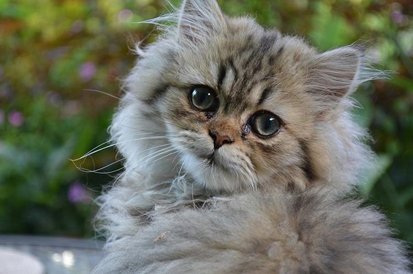 Ocho datos curiosos sobre los gatos