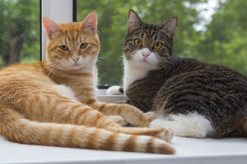 Alimentos prohibidos para nuestro gato