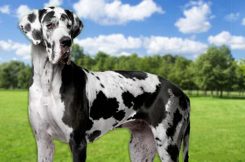 ¿Por qué los perros viven menos que las personas?