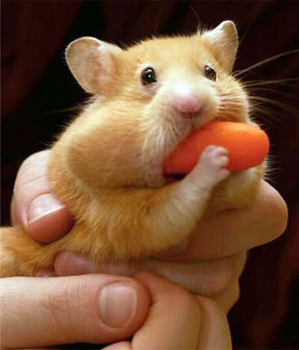 hamsters graciosos tragon