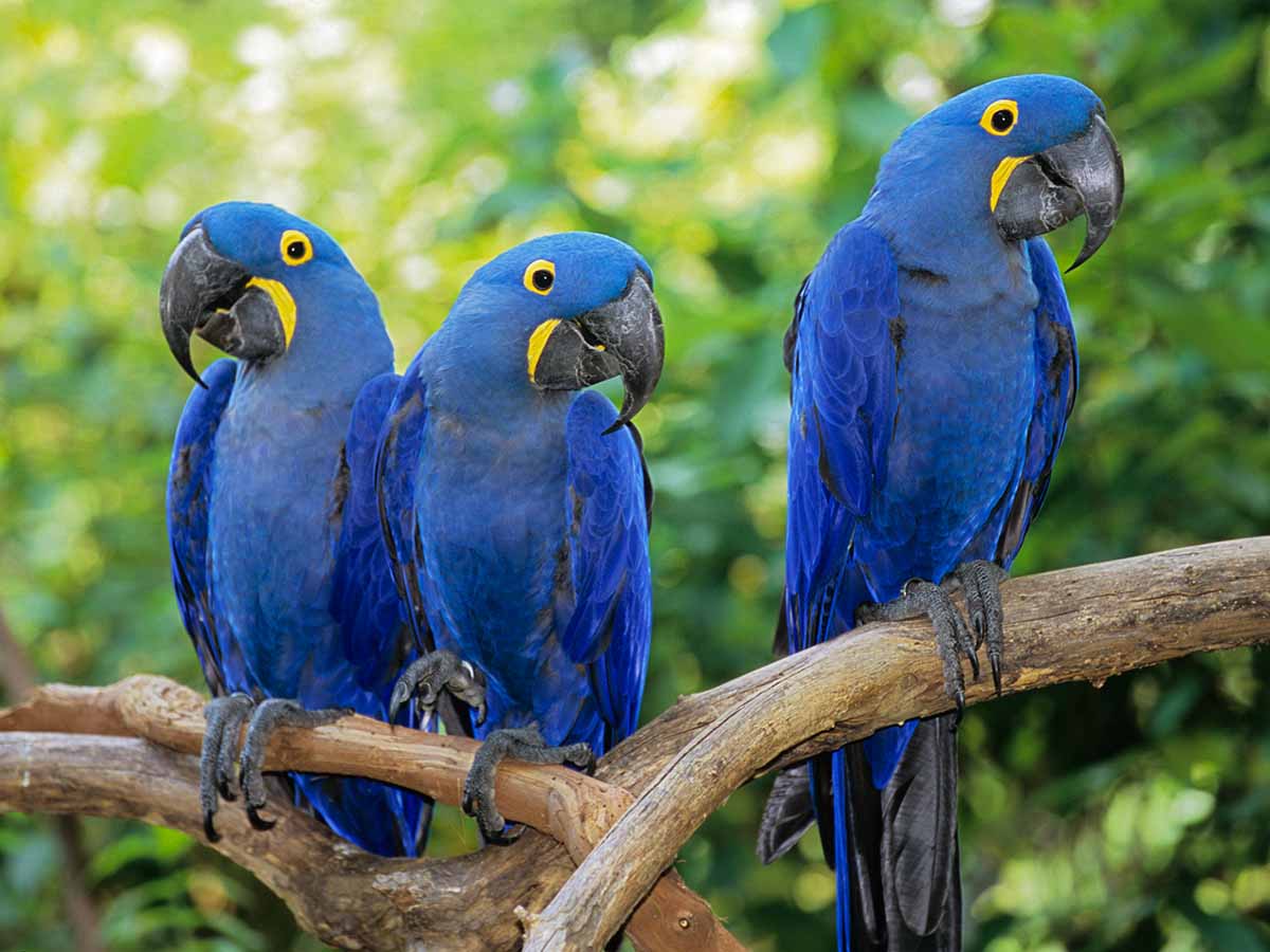 hyacinth macaws