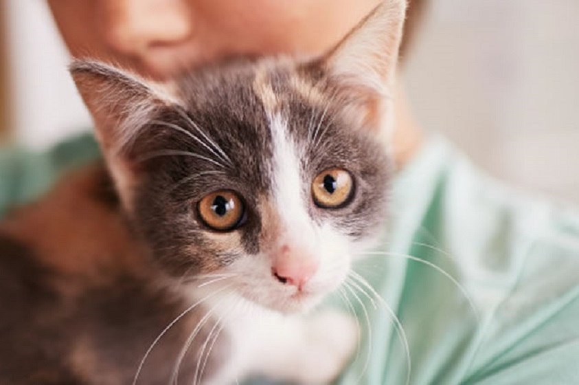 Lo que nunca debes hacerle a tu gato