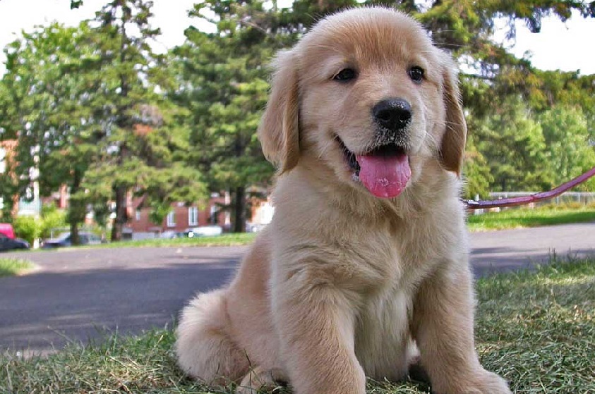 Tengo un nuevo perrito ¿Qué nombre le pongo?