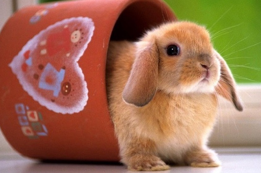 5 cosas a considerar antes de tener un conejo de mascota