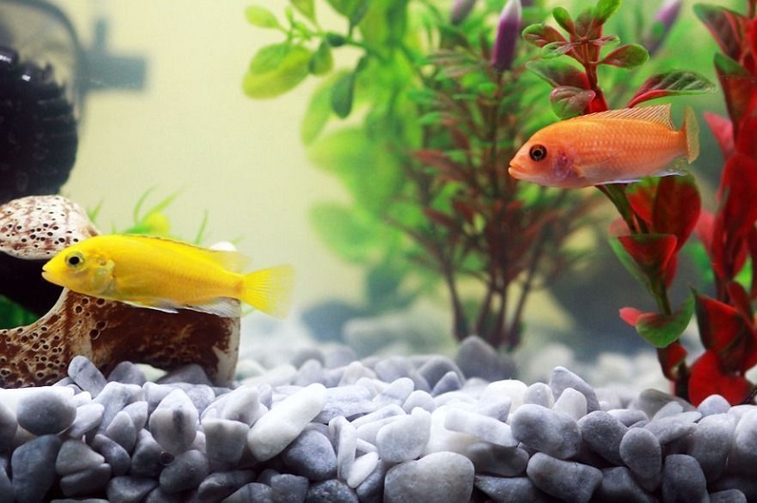 5 tipos de peces para acuarios que te van a encantar