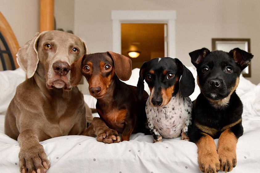 Mascotas influencers en el mundo de las redes sociales
