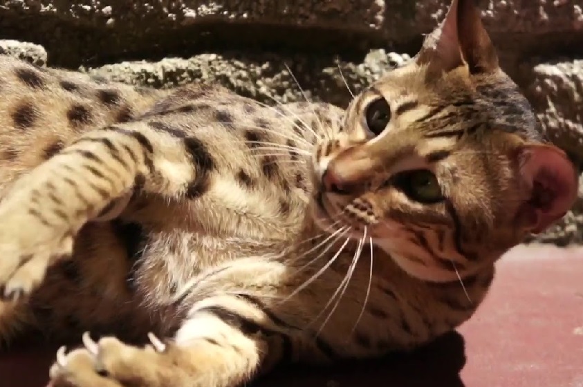 5 razas de gatos sorprendentes