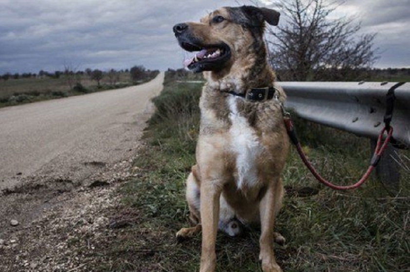 El abandono de mascotas en las calles