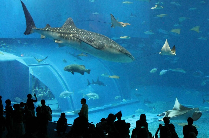 El acuario Inbursa en la Ciudad de México